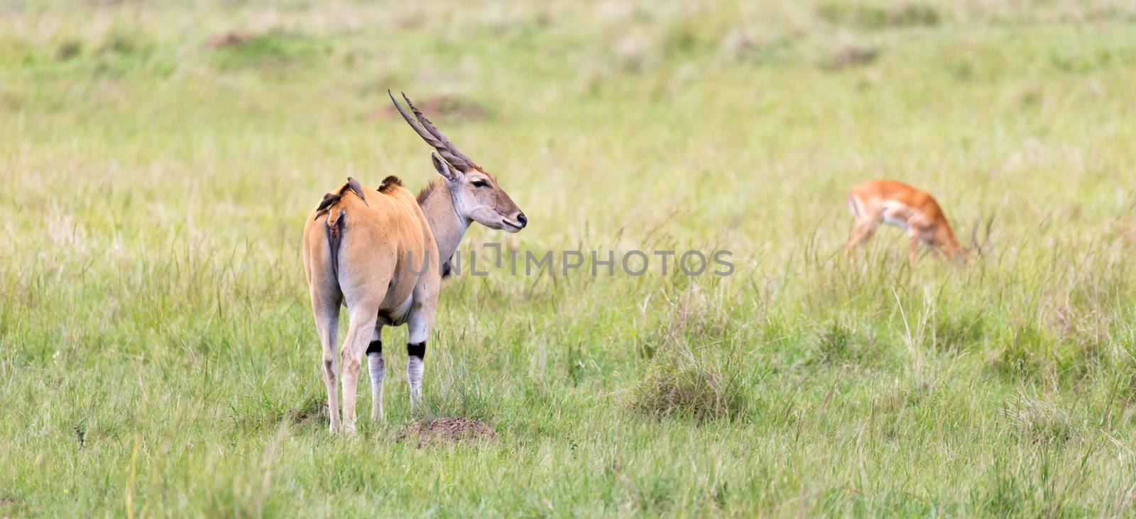 Elend antilope in the Kenyan savanna between the different plant by 25ehaag6