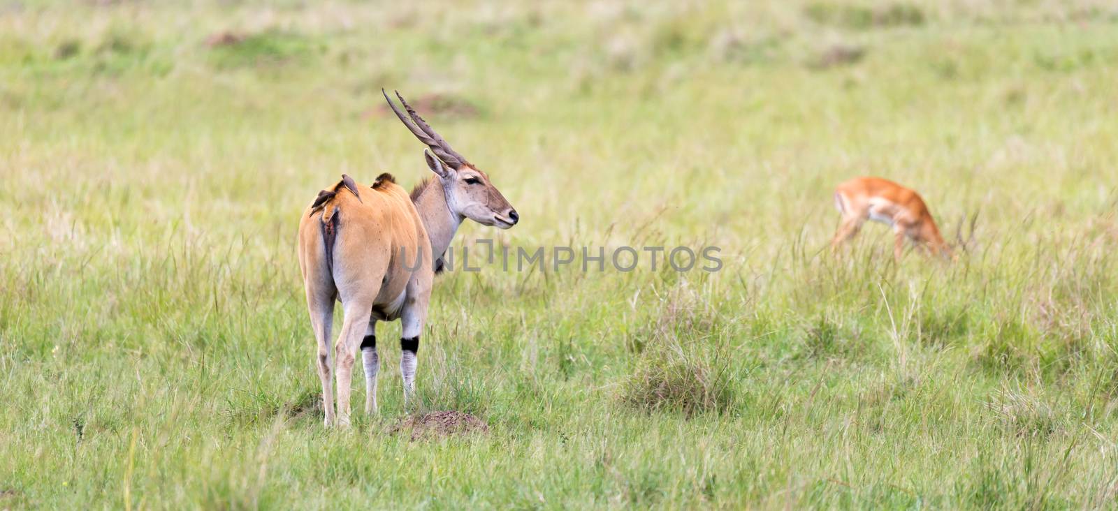 A Elend antilope in the Kenyan savanna between the different plants