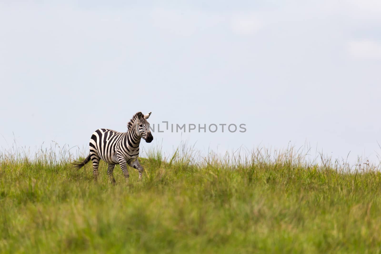One zebra is browsing on a meadow in the grass landscape