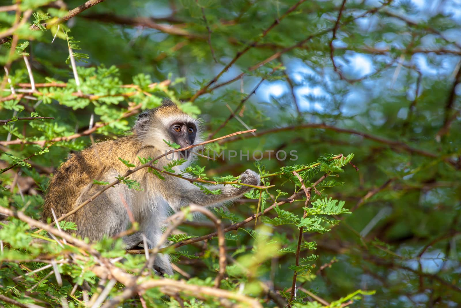 Monkey between the tree branches, on safari in Kenya
