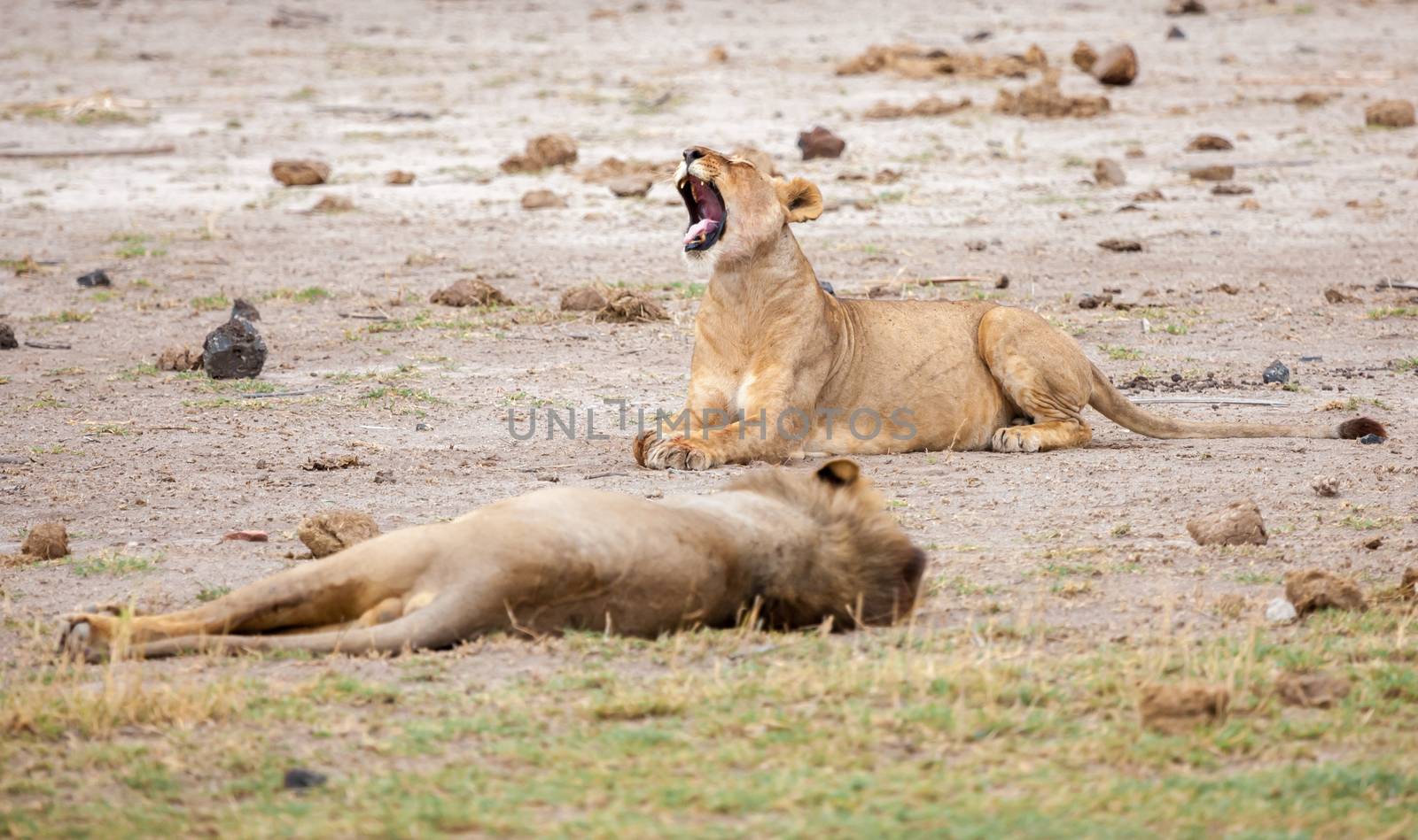 Two lions are lying, one of them give a yawn