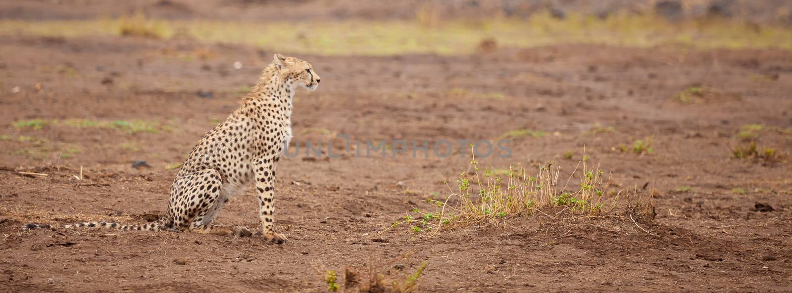 a gepard is sitting, safari in Kenya by 25ehaag6