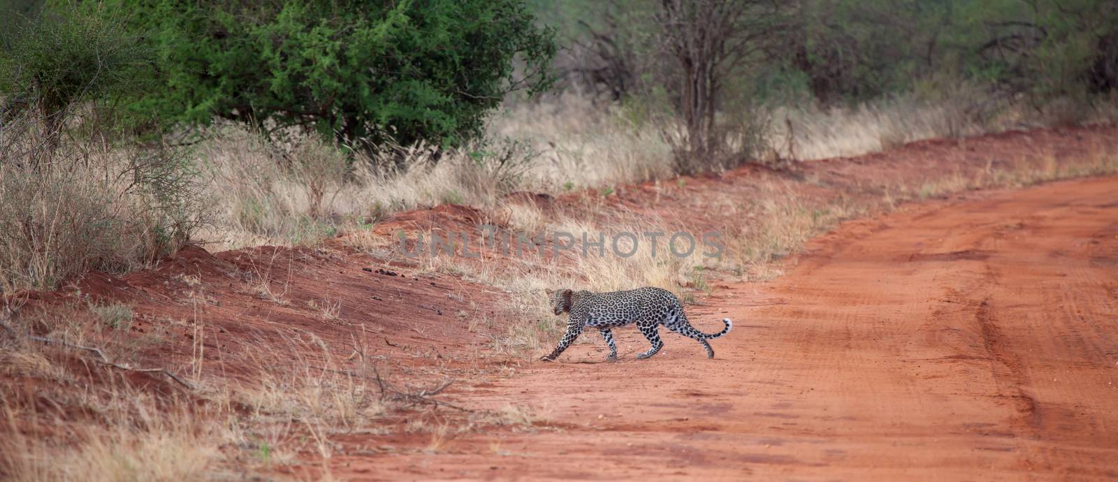 Leopard crosses the road in Kenya by 25ehaag6