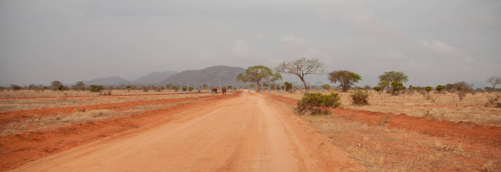 Landscape in Kenya, trees and hills, on safari in Kenya by 25ehaag6