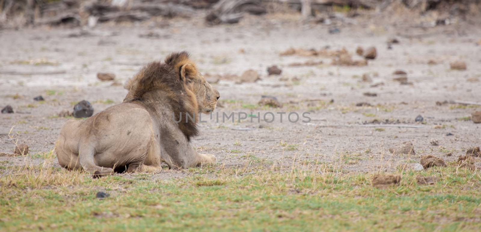 A male lion is resting, savannah of Kenya by 25ehaag6