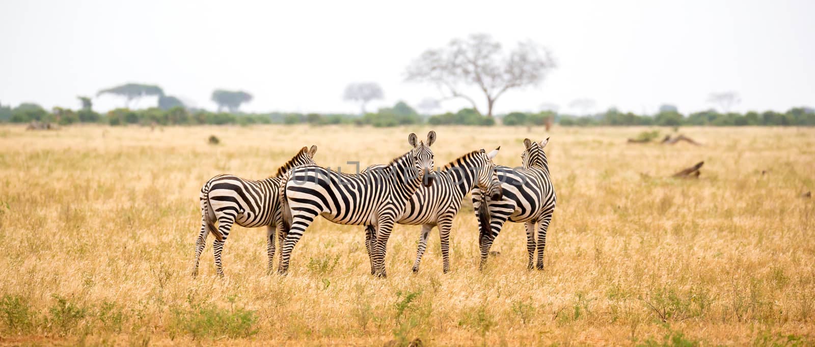 A zebra standing or walking throught the grassland by 25ehaag6