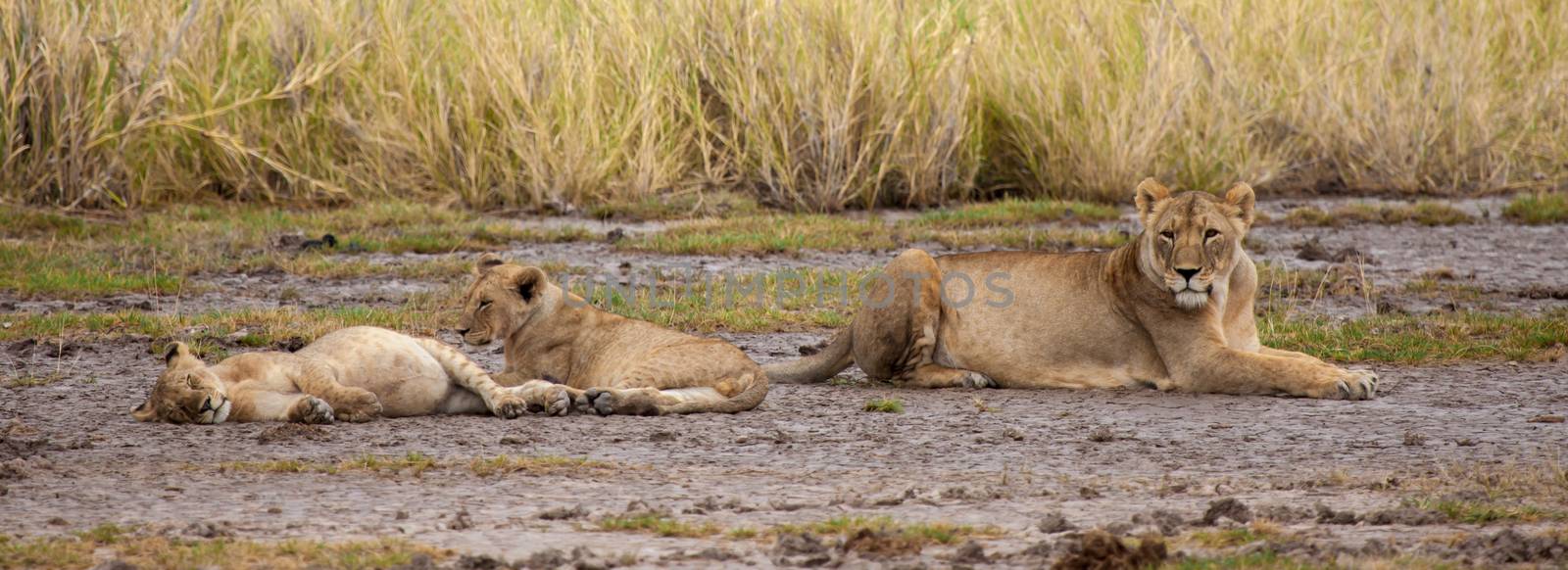 A big lion is watching like the small lions are sleep by 25ehaag6