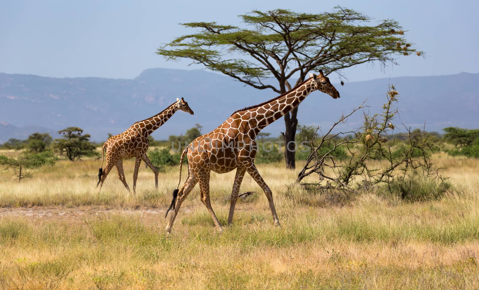 Giraffes in the savannah with many trees and bushes in the background