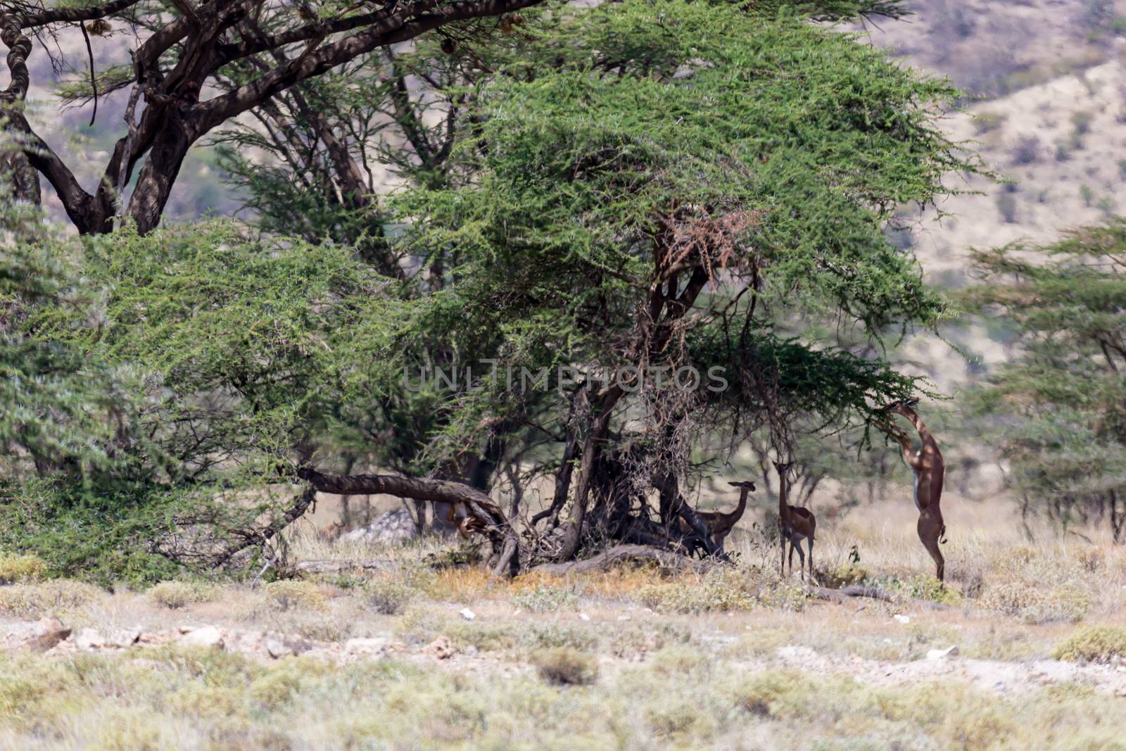 The gerenuk in the kenyan savanna looking for food