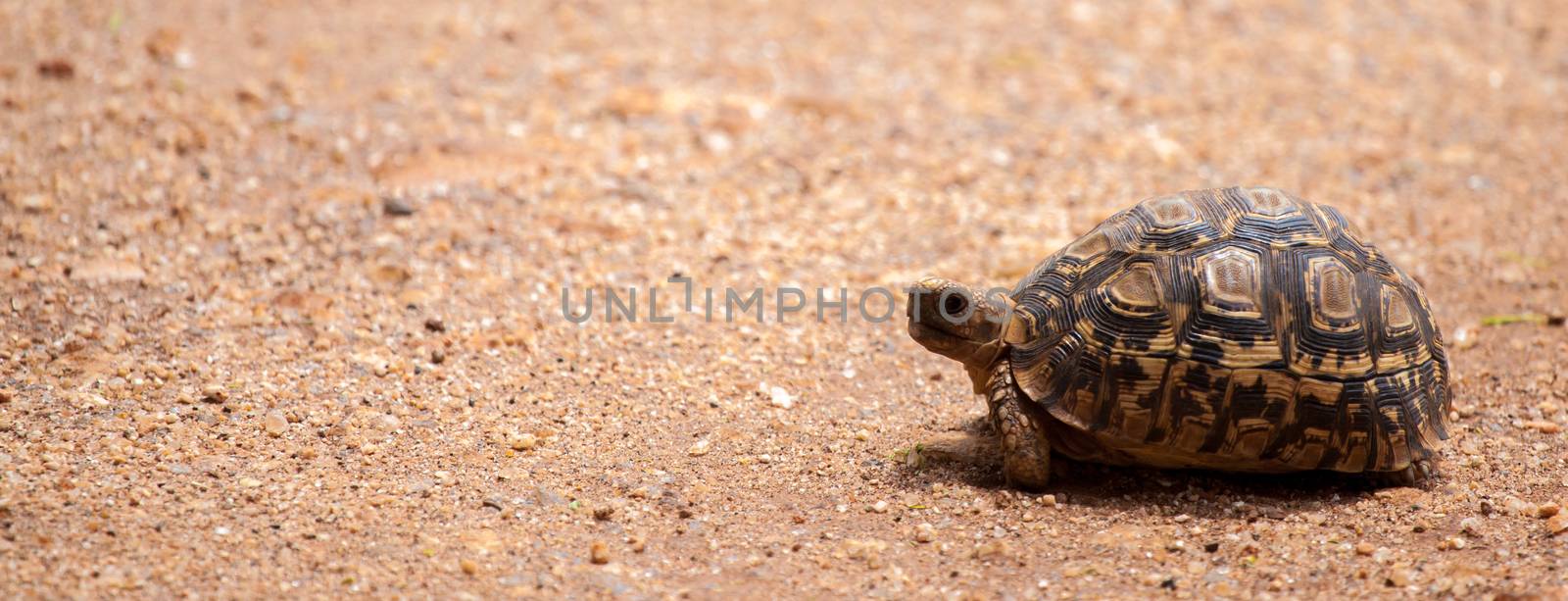 Turtle walking over the road, on safari in Kenya by 25ehaag6