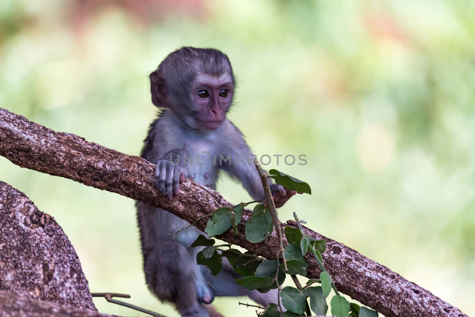 The monkey climbs around on a branch