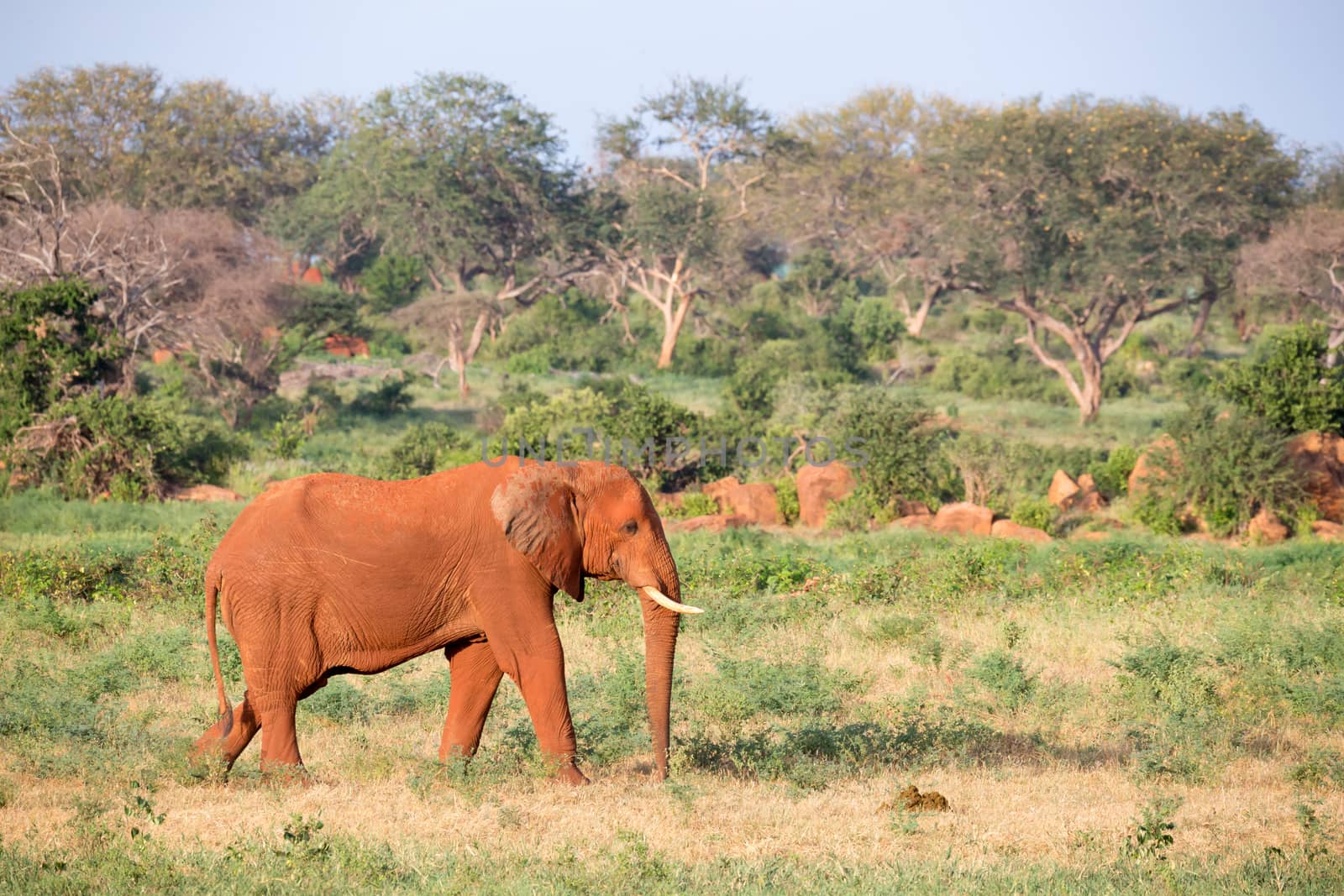 One big red elephant walks through the savannah between many plants