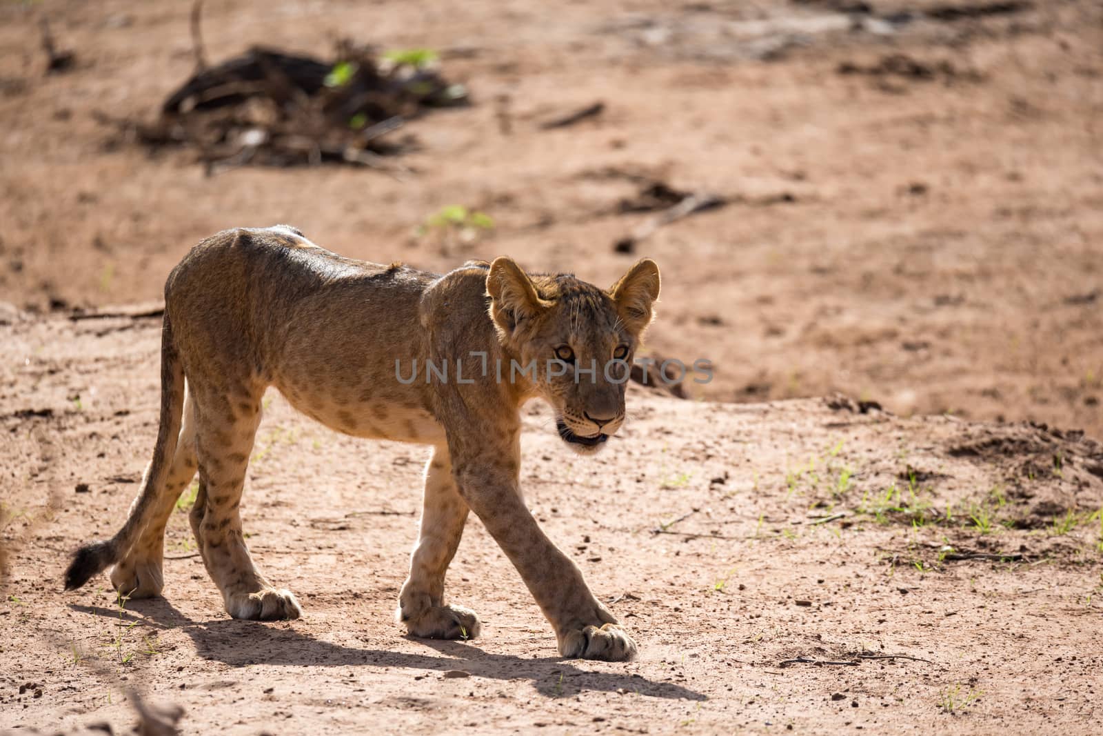 One young lion walk along the way