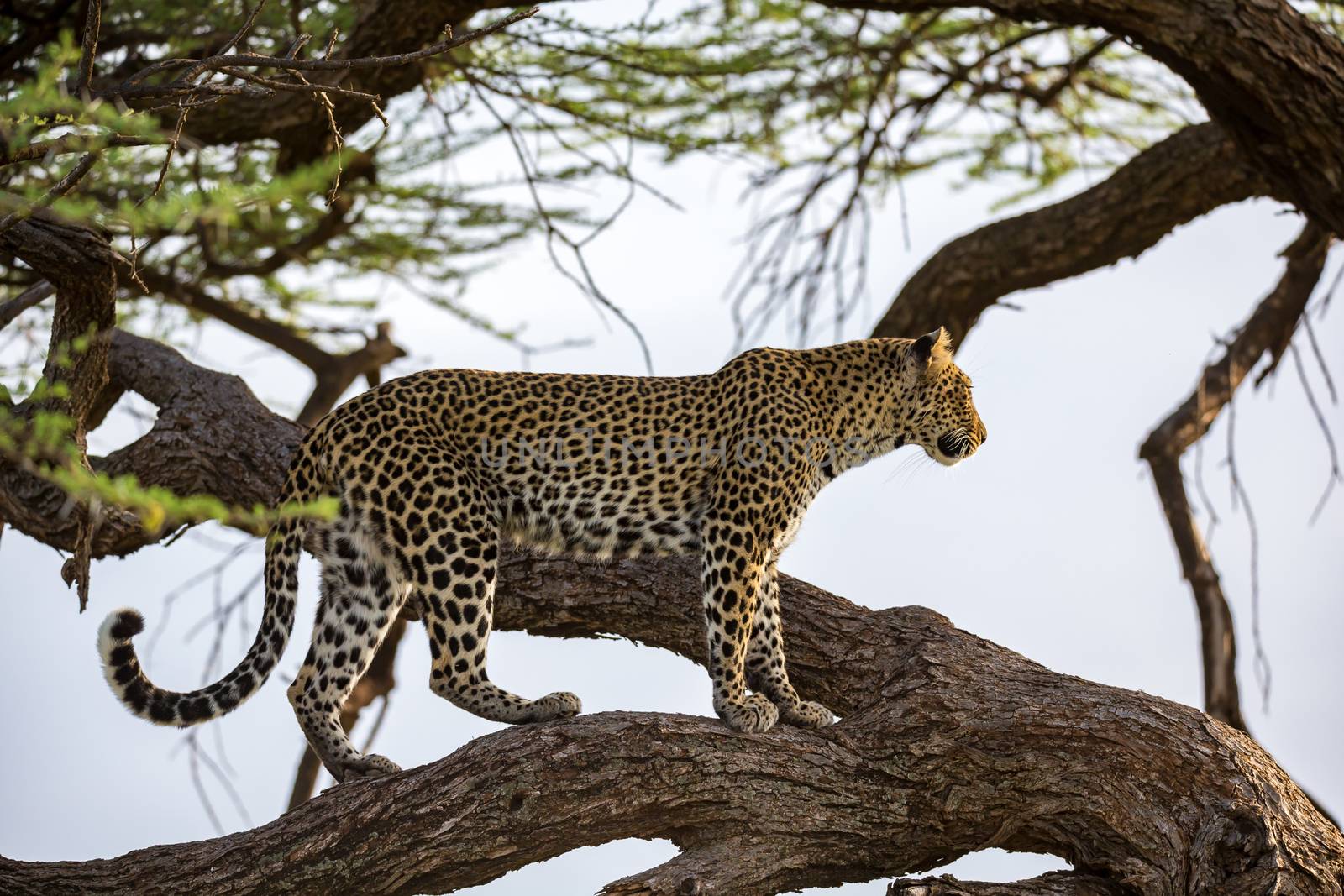 One leopard is walking up and down the tree on its branches