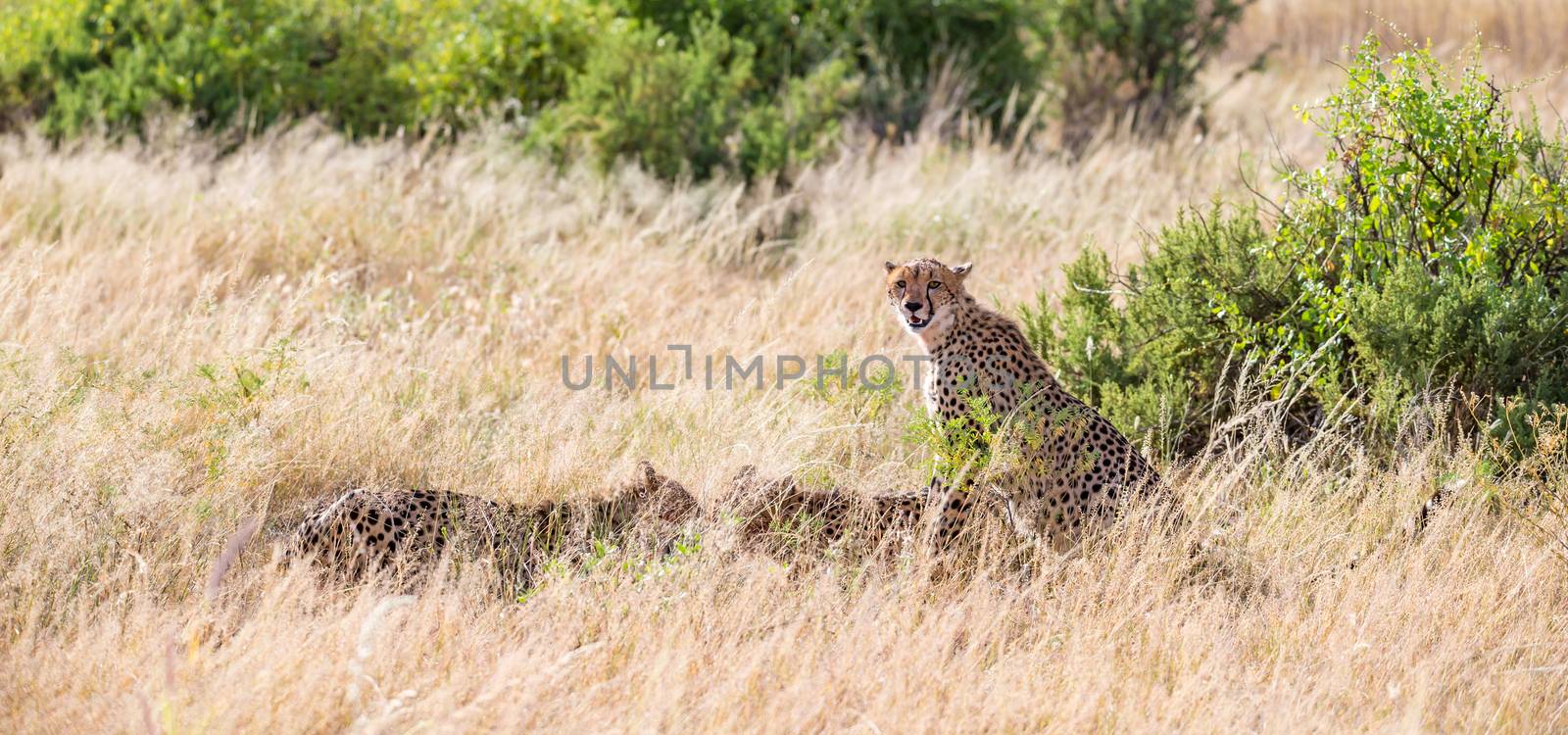 The cheetahs eating in the middle of the grass