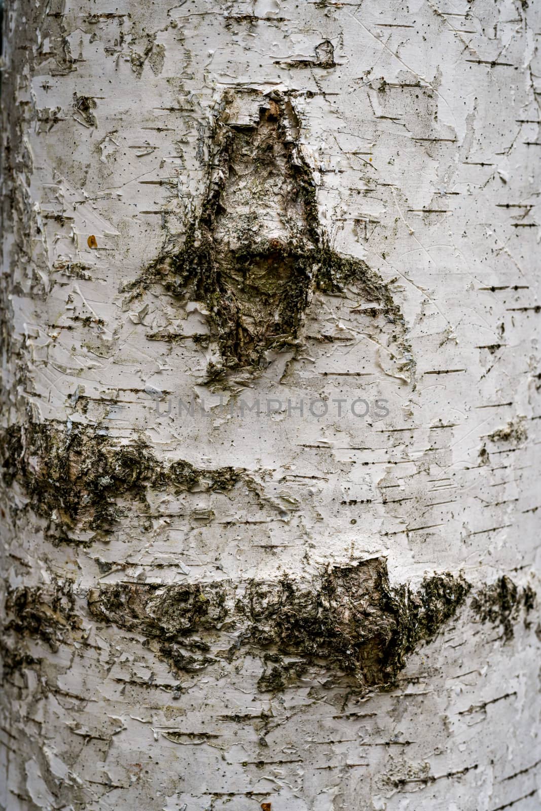 Birch hardwood tree texture background in mixed forest in upper swabia germany