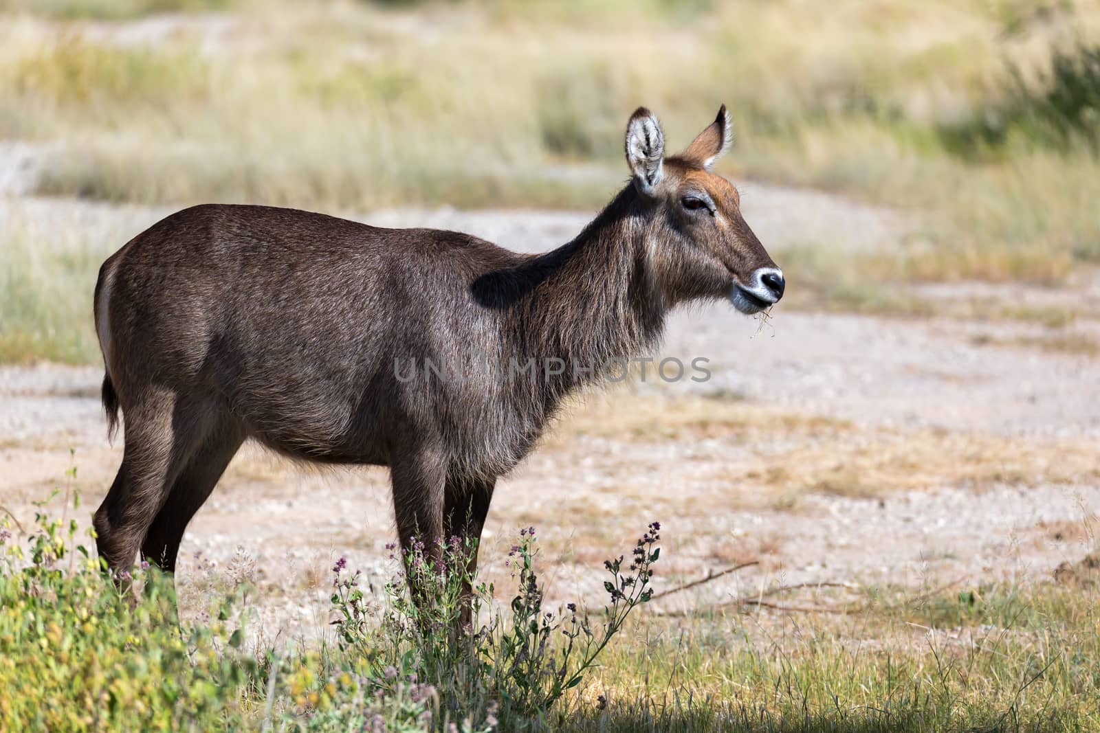 An antelope in the middle of the savannah of Kenya