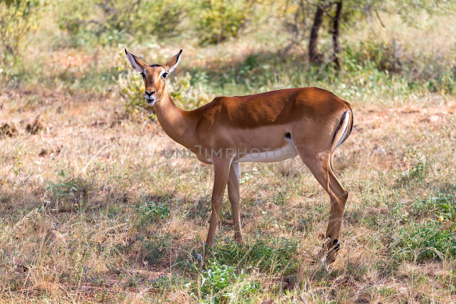 The Grant Gazelle grazes in the vastness of the Kenyan savannah