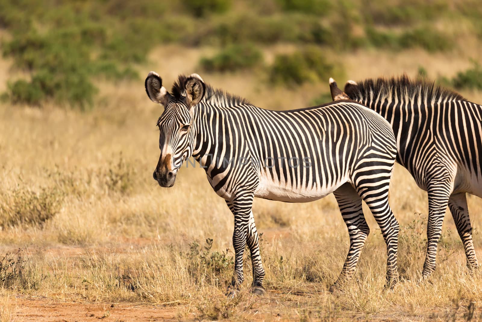 A large herd with zebras grazing in the savannah of Kenya