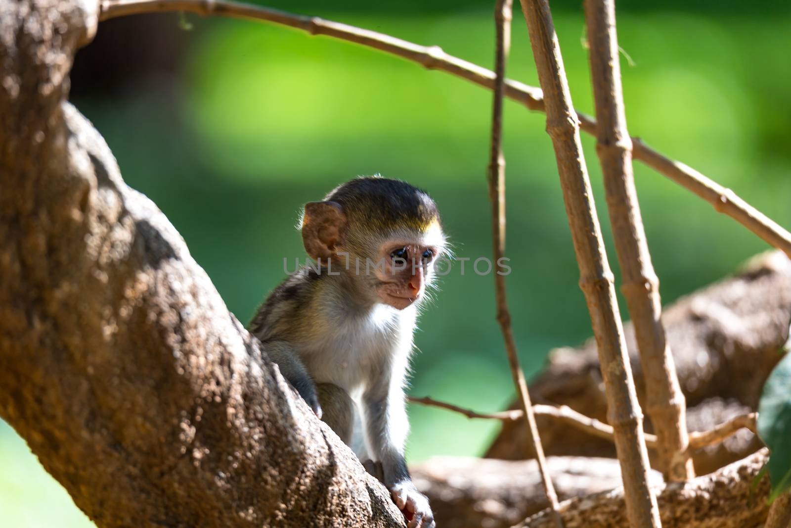 One little monkey sits and looks very curious