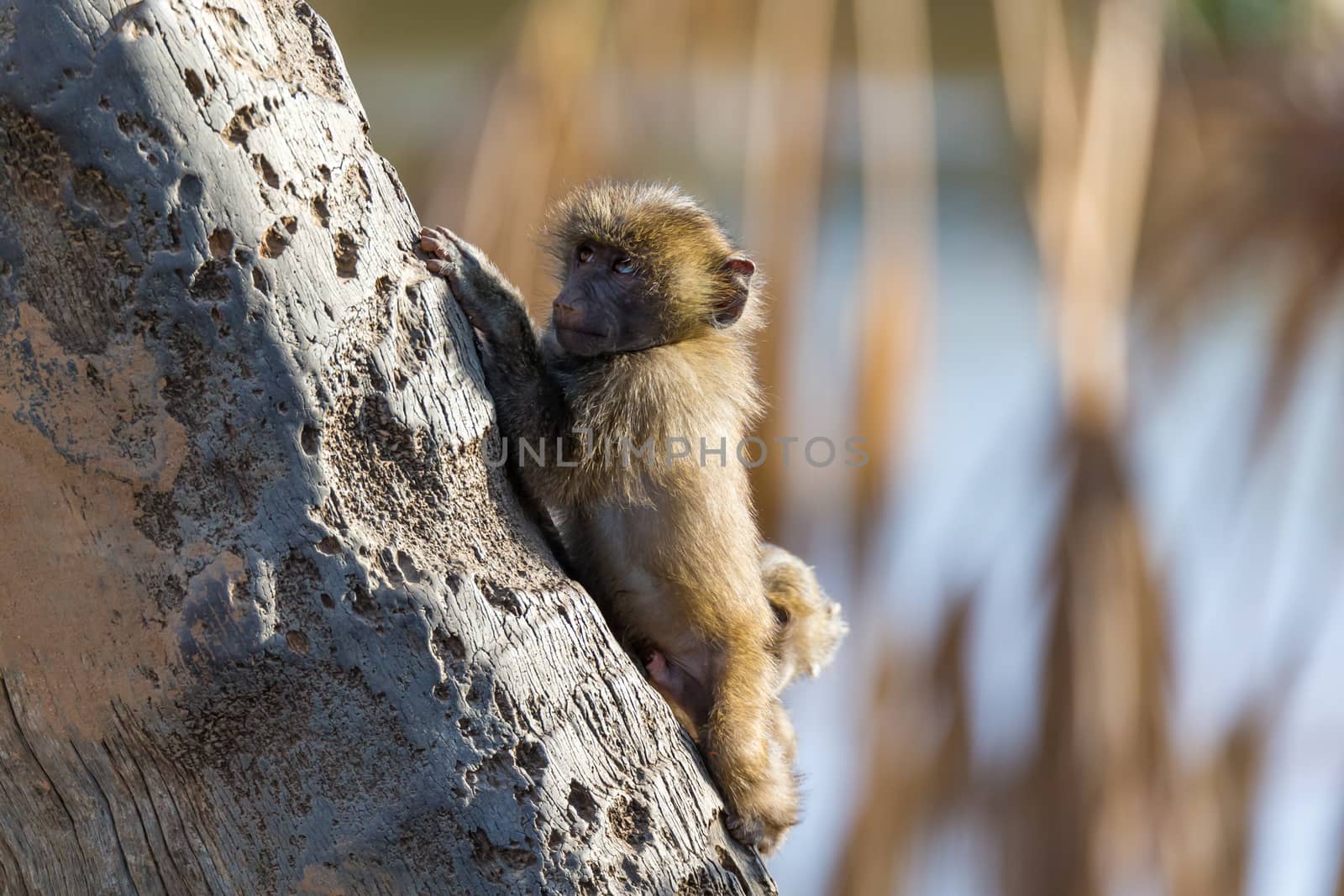 The little monkey is playing on a tree branch