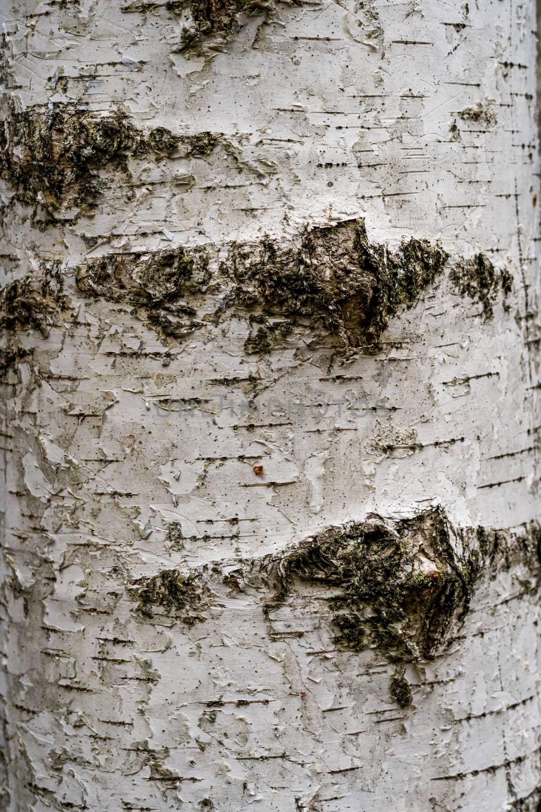 Birch hardwood tree texture background in mixed forest in upper swabia germany