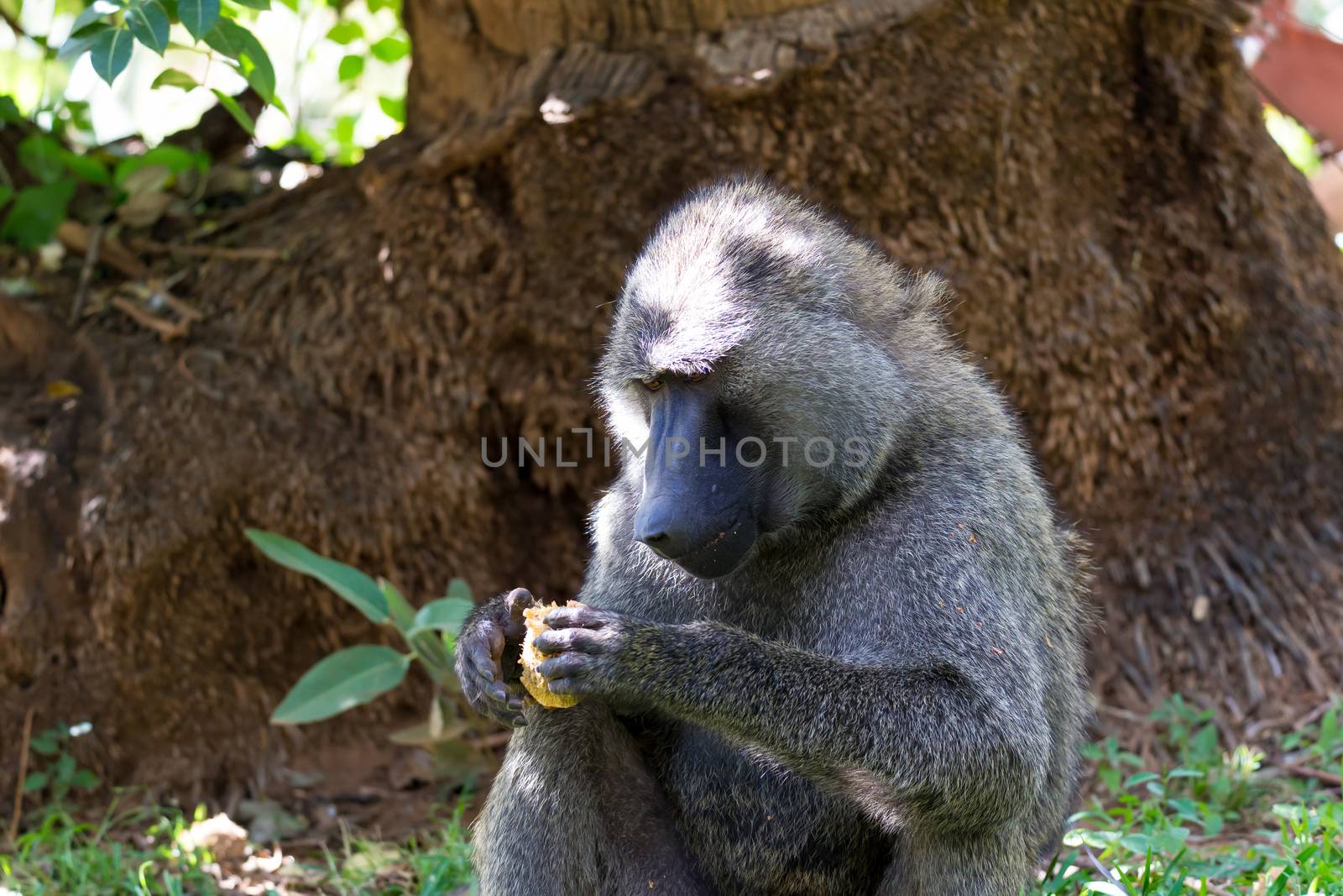 One baboon has found a fruit and nibbles on it