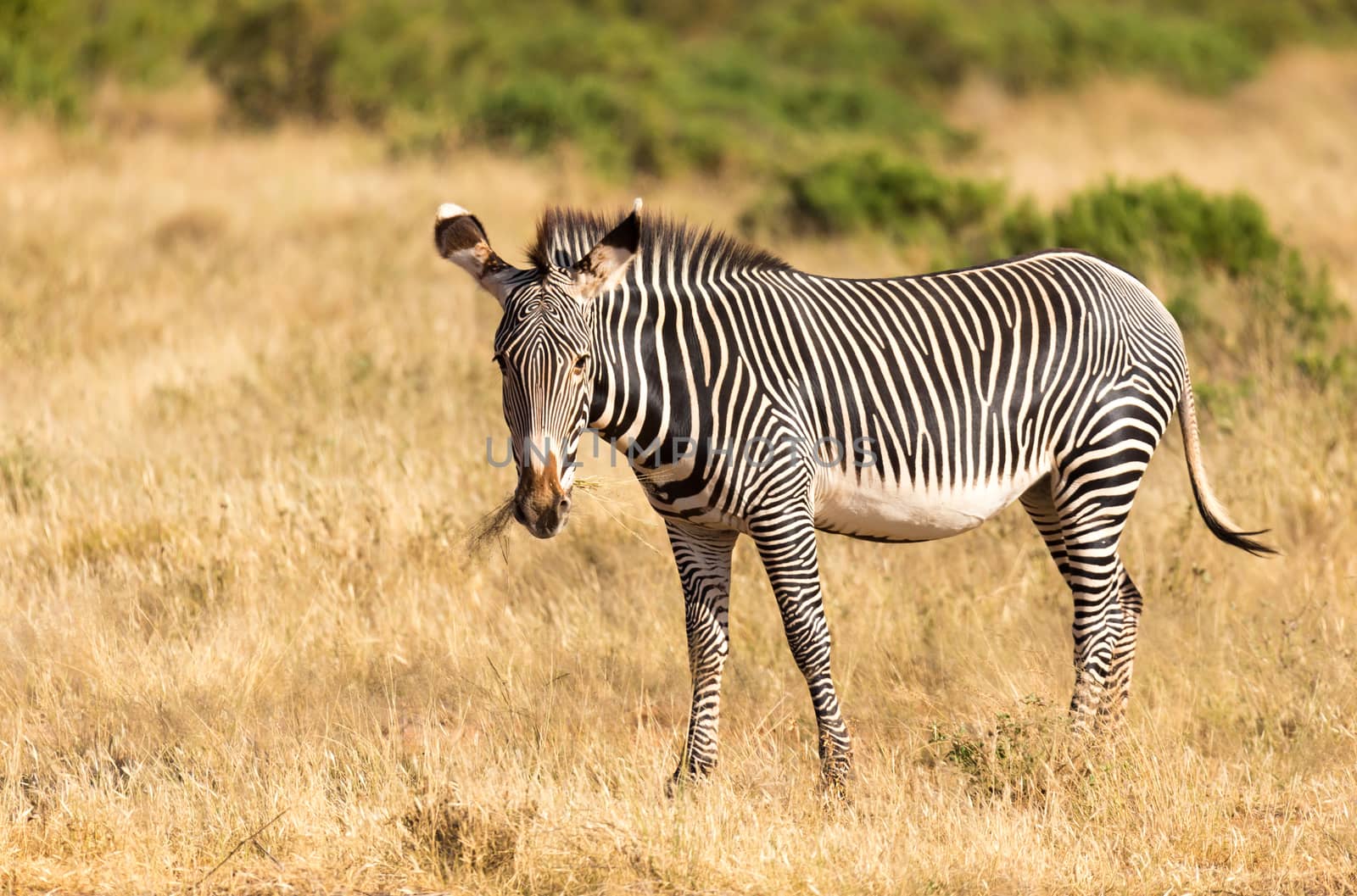 The Grevy Zebra is grazing in the countryside of Samburu in Kenya