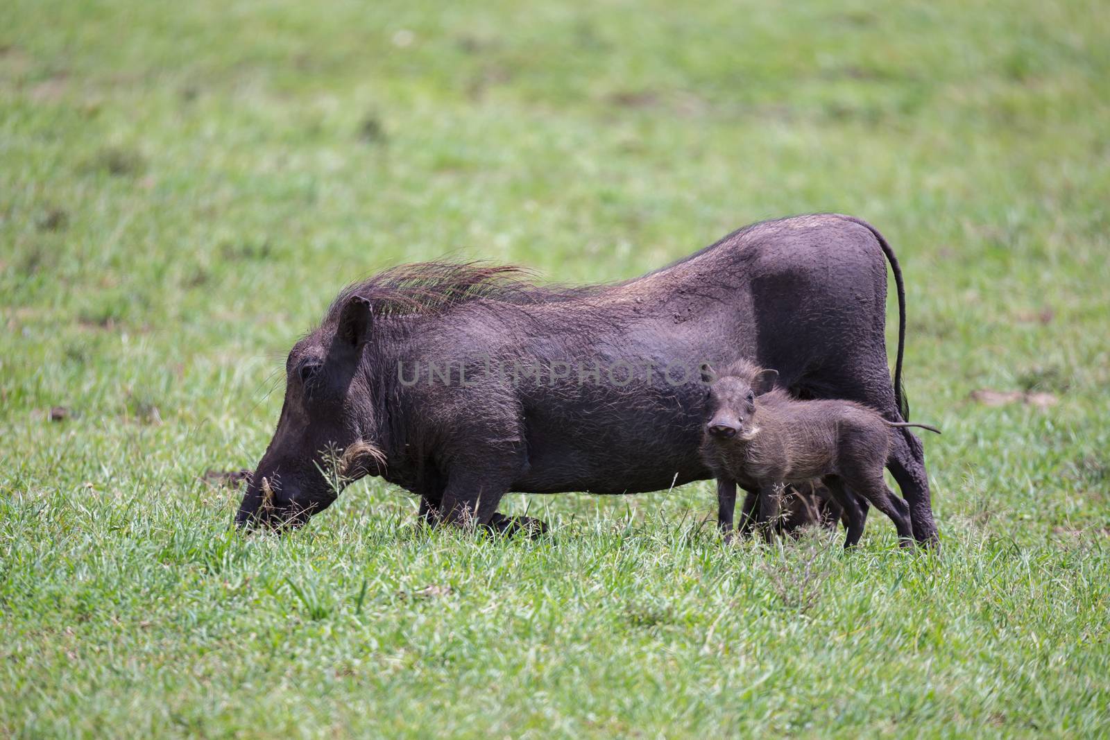Some Warthogs are grazing in the savannah of Kenya