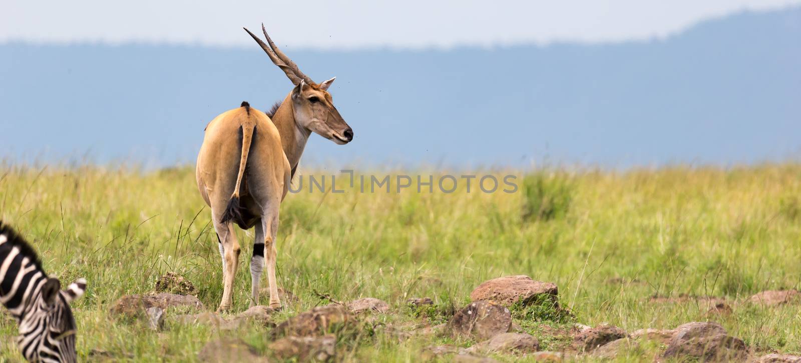 A Elend antilope in the Kenyan savanna between the different plants