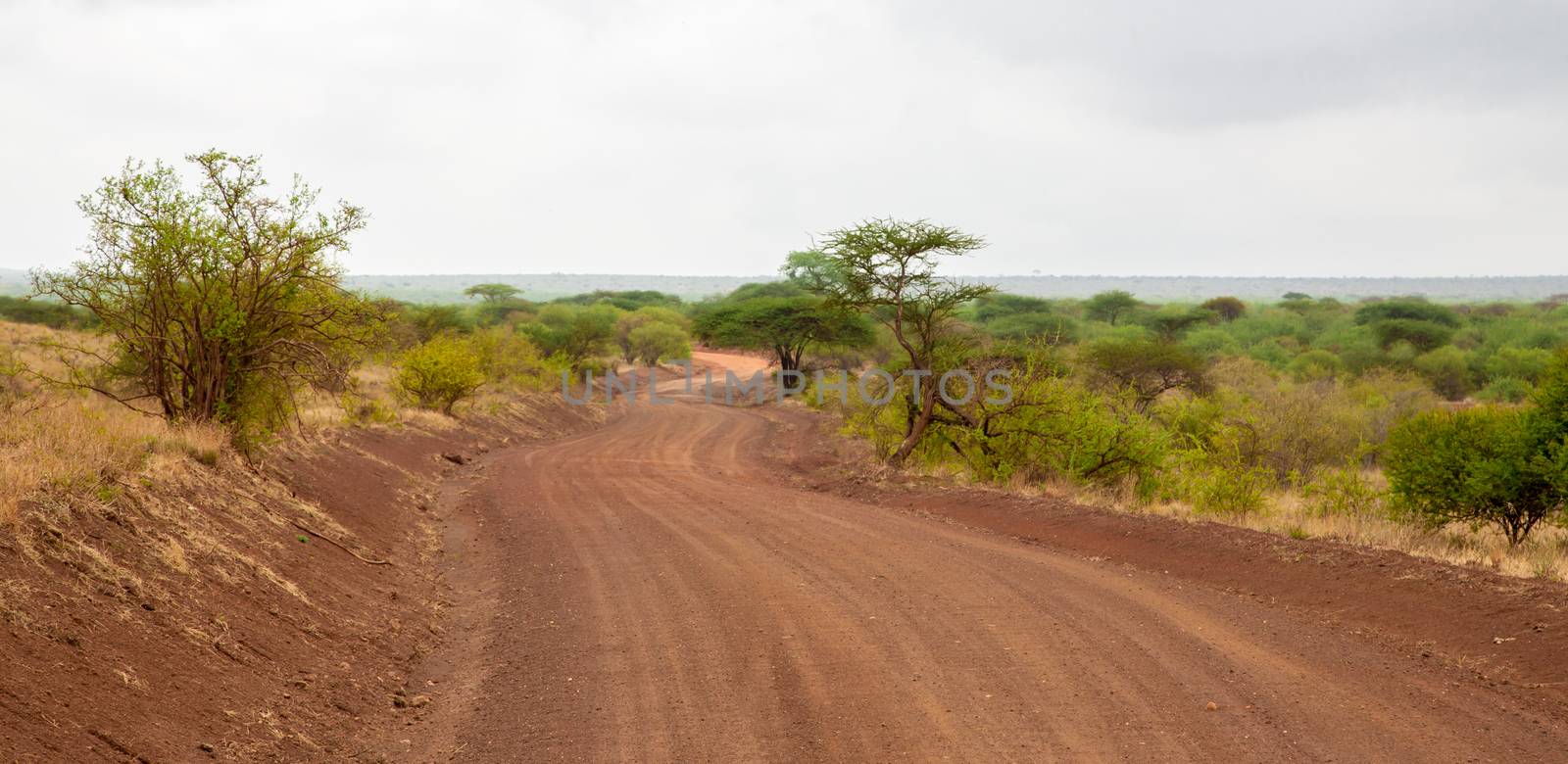 Landscape in Kenya, road through the national park