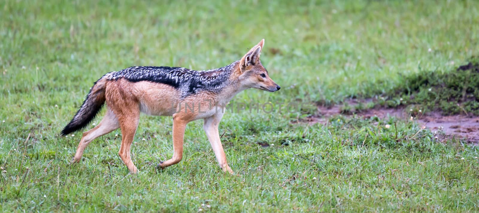 One jackal in the savannah of Kenya