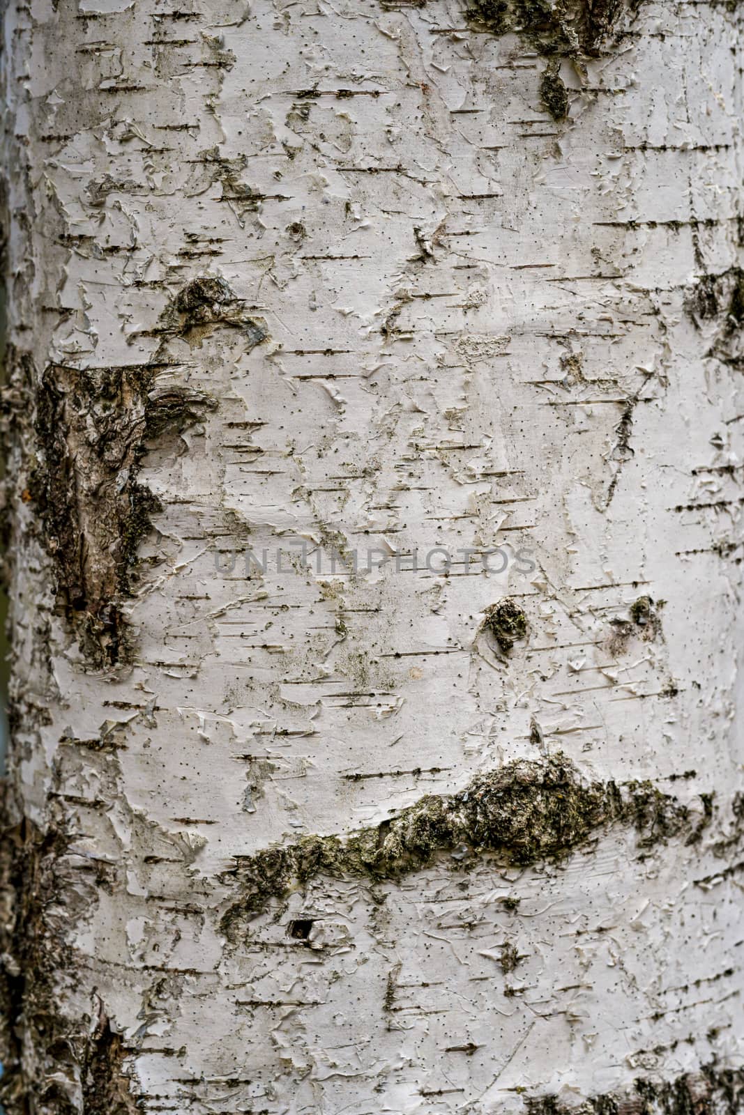 Birch hardwood tree texture background in mixed forest by mindscapephotos