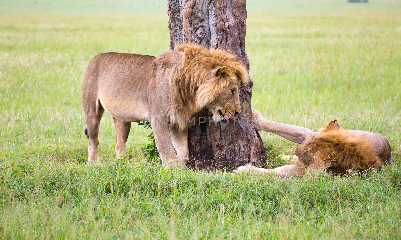 Some big lions show their emotions to each other in the savanna of Kenya