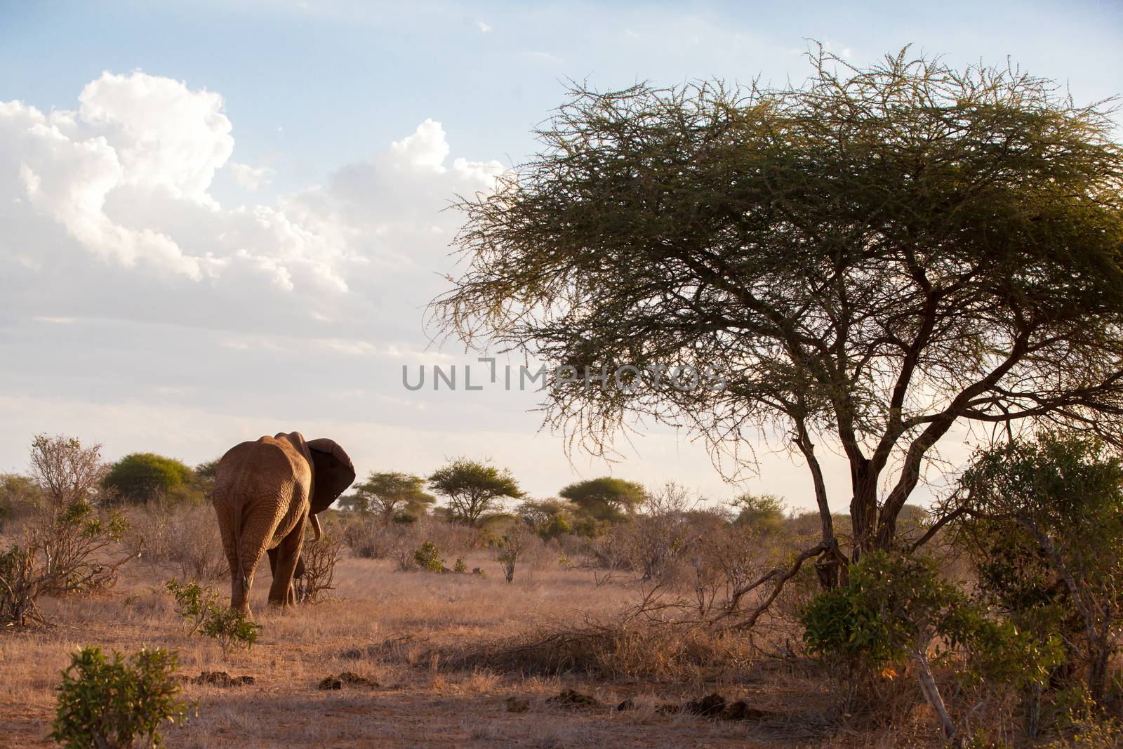 Elephant is going in the savannah, big tree and a blue sky