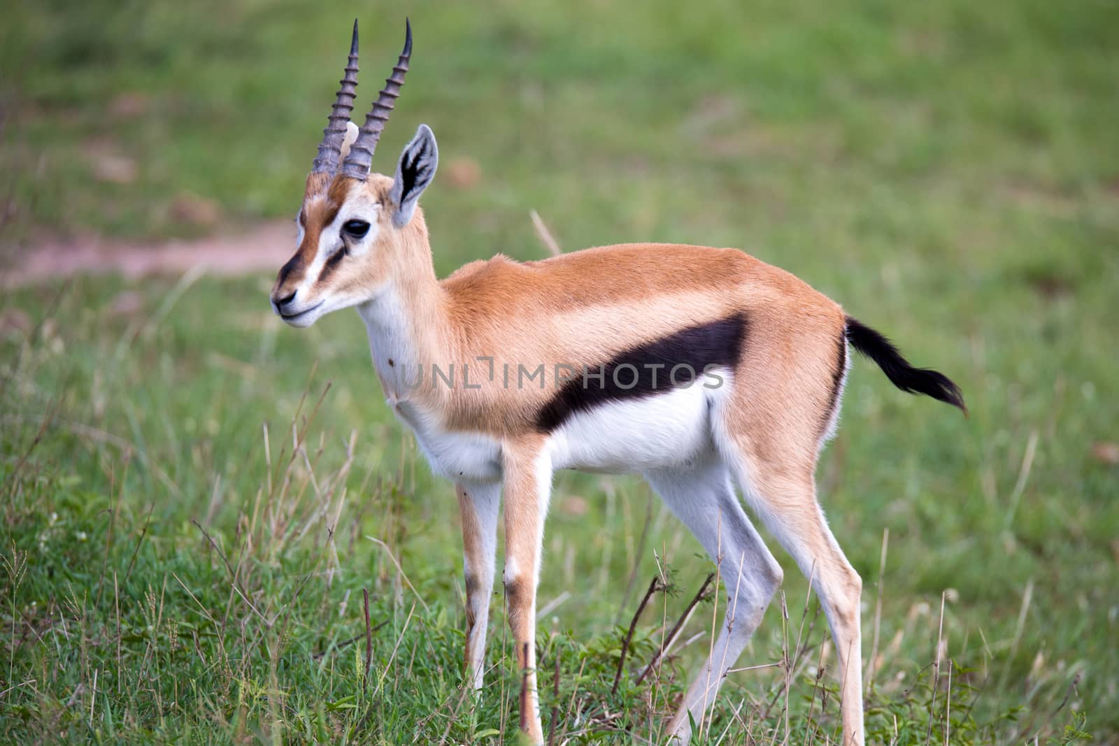 A Thomson Gazelle in the Kenyan savannah amidst a grassy landscape