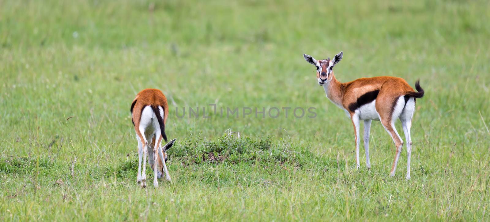 A Thomson Gazelle in the Kenyan savannah amidst a grassy landscape