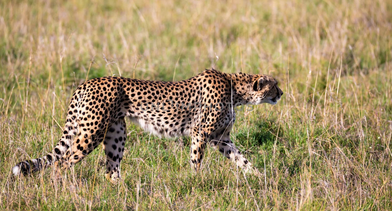 A cheetah walks between grass and bushes in the savannah of Kenya