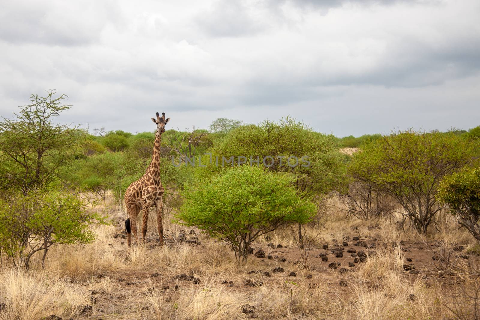 Giraffe in Kenya, safari trip