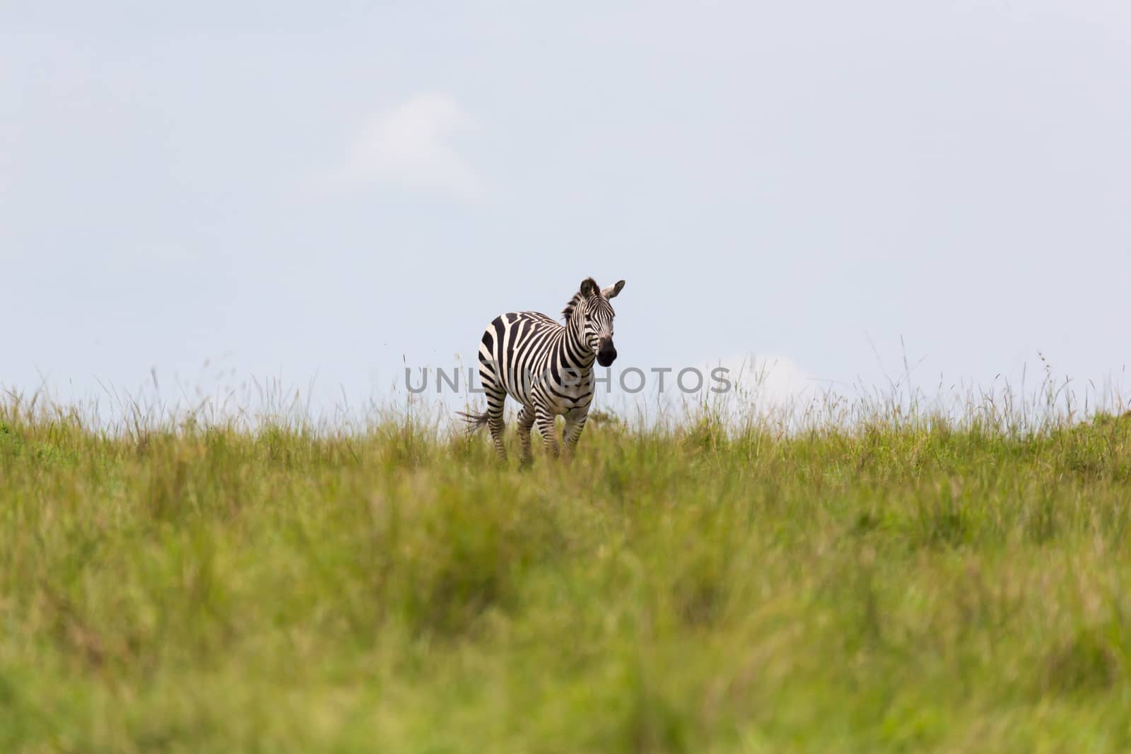 One zebra is browsing on a meadow in the grass landscape