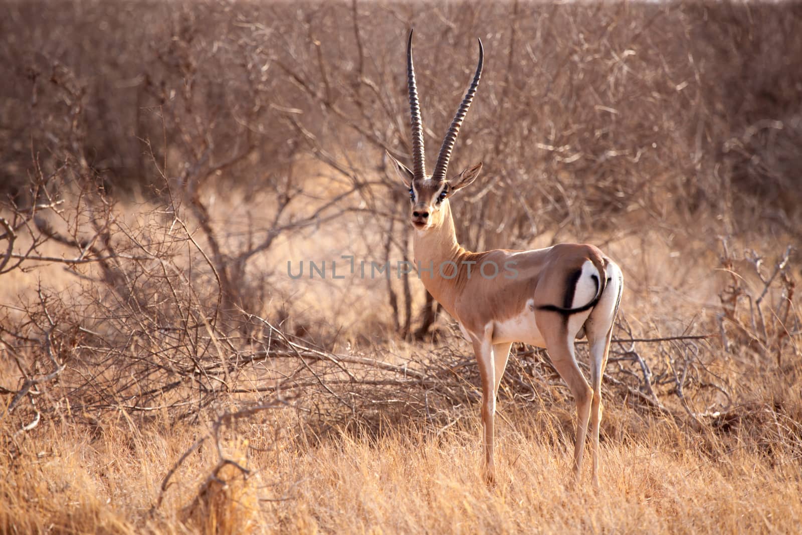 An antelope is standing in the savannah of Kenya