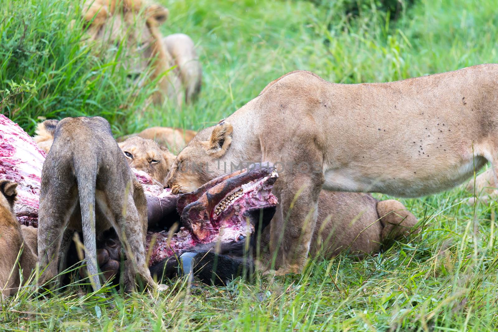 The lion family is eating a buffalo between tall grass