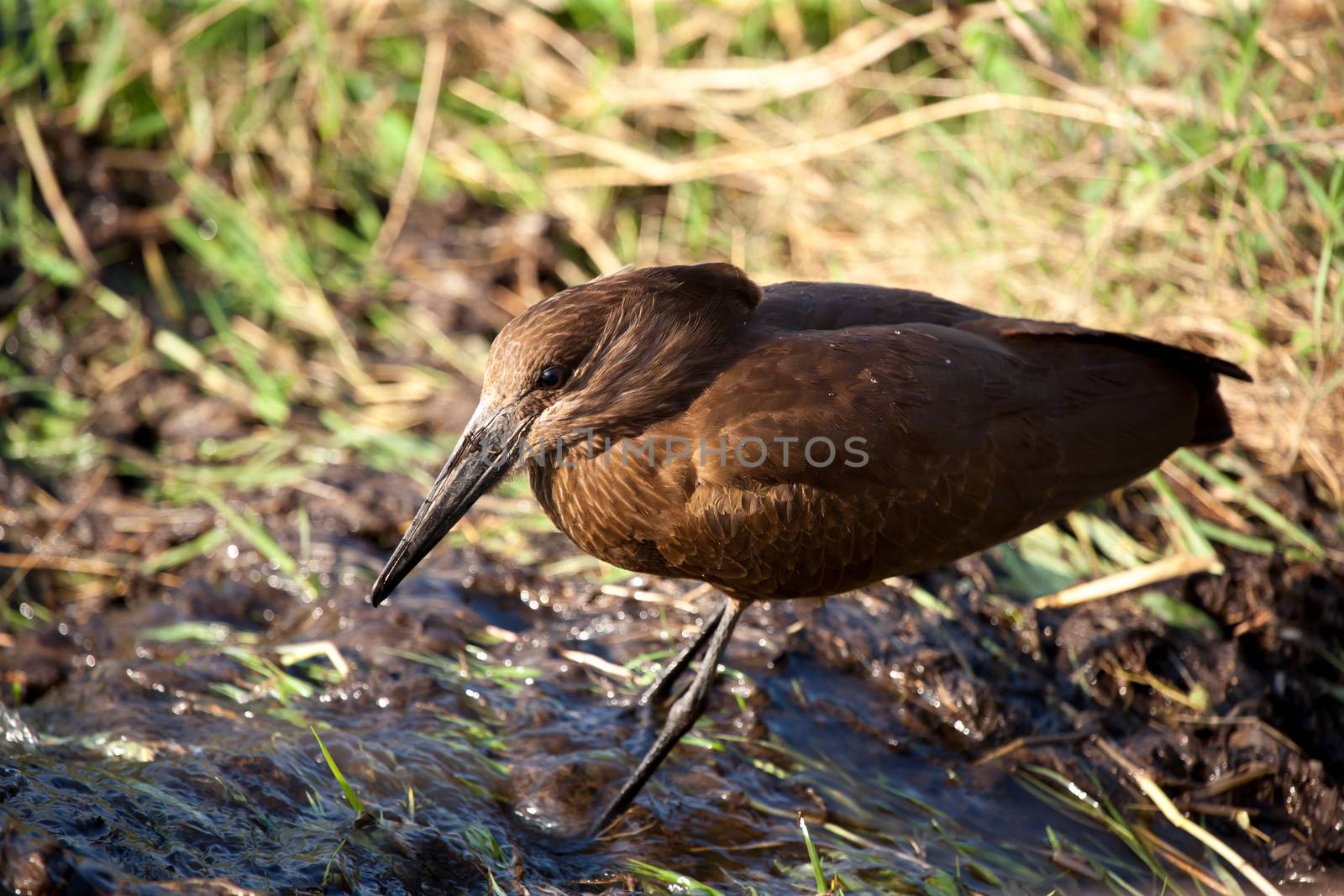 Bird in the savannah of Kenya
