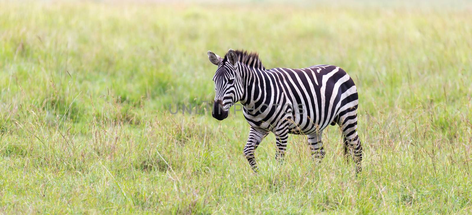 A Zebra family grazes in the savanna in close proximity to other by 25ehaag6