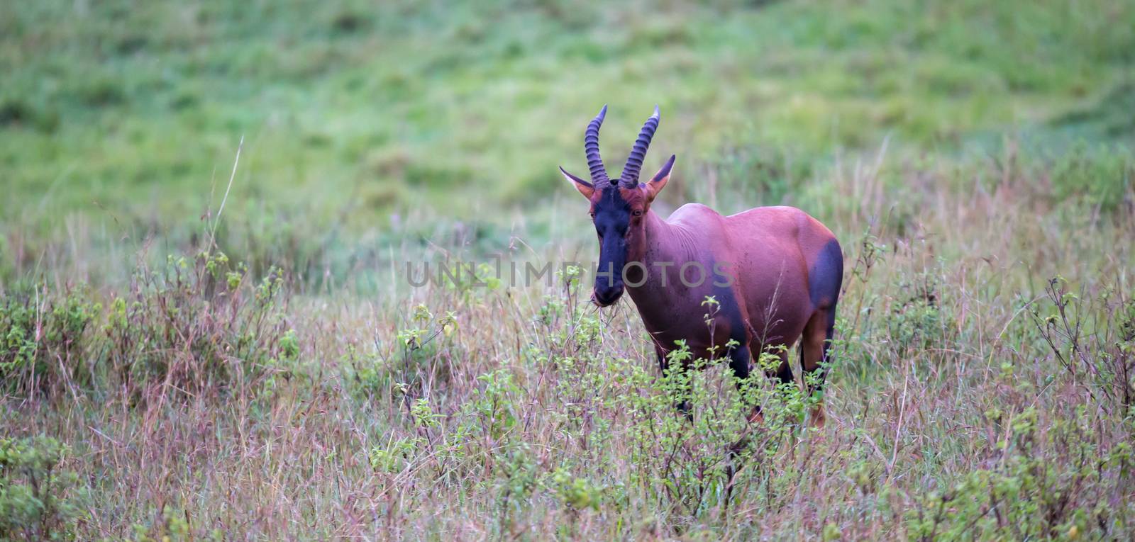 Topi antelope in the grassland of Kenya's savannah by 25ehaag6