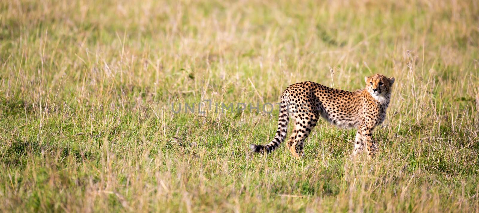 A cheetah walks between grass and bushes in the savannah of Kenya