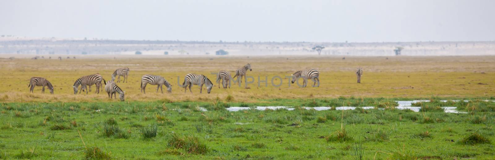 Landscape of Kenya with herds of animal by 25ehaag6