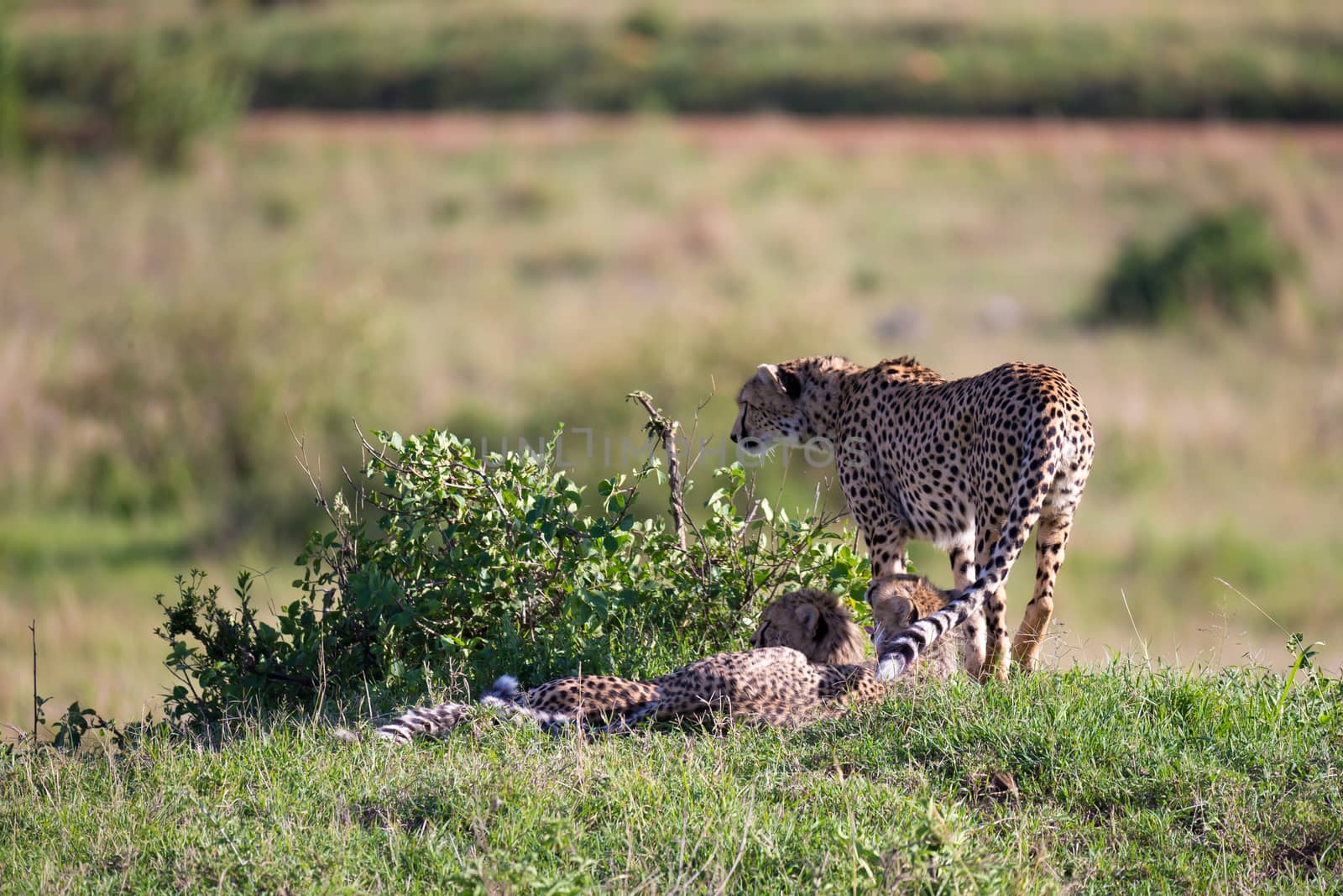 A cheetah walks between grass and bushes in the savannah of Kenya