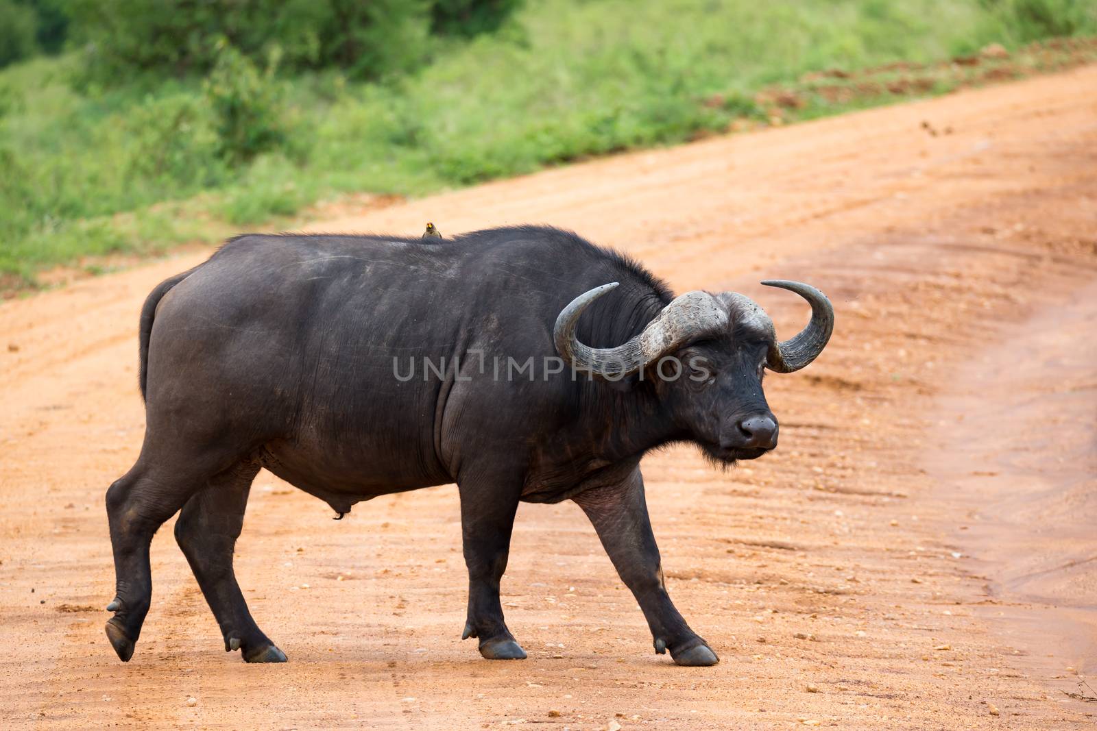 One big buffalo stands on a path in the savannah