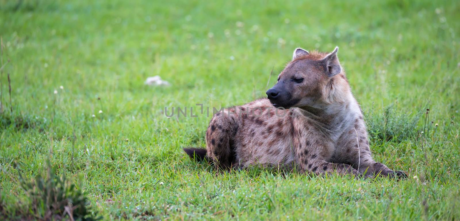 A hyena is lying in the grass in the savannah in Kenya by 25ehaag6